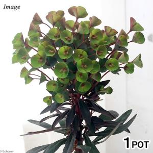 （観葉植物）ユーフォルビア　ブラックバード　３．５号（１ポット）