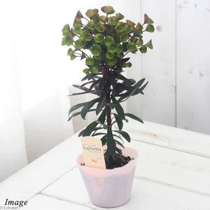 (観葉植物)ユーフォルビア ブラックバード 3...の詳細画像1