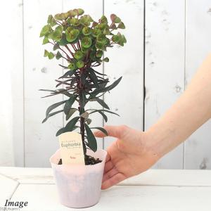(観葉植物)ユーフォルビア ブラックバード 3...の詳細画像2