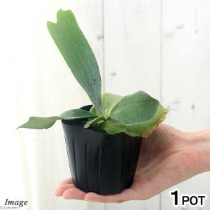 （観葉植物）コウモリラン　ビフルカツム　ネザーランド　３〜３．５号（１ポット）