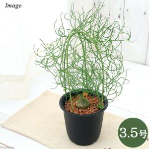 (多肉植物)ボウィエア ボルビリス 蒼角殿(ソウ...の商品画像