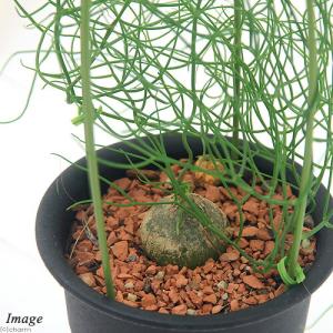 (多肉植物)ボウィエア ボルビリス 蒼角殿(ソ...の詳細画像1
