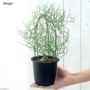 (多肉植物)ボウィエア ボルビリス 蒼角殿(ソ...の詳細画像2