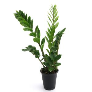 （観葉植物）ザミオクルカス　４号（１鉢）