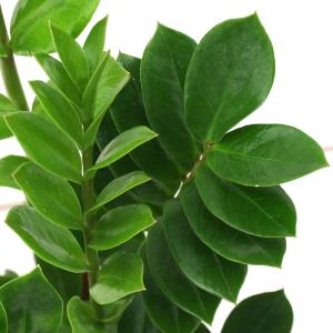 (観葉植物)ザミオクルカス 4号(1鉢)の詳細画像1