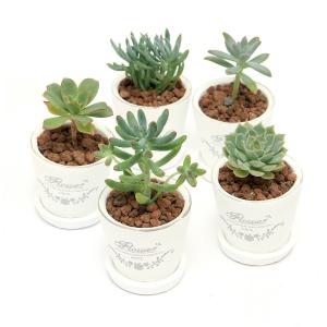 (多肉植物)多肉植物 品種おまかせ フレグランド...の商品画像