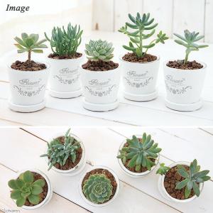 (多肉植物)多肉植物 品種おまかせ フレグラン...の詳細画像1