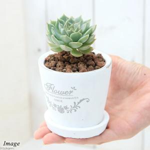 (多肉植物)多肉植物 品種おまかせ フレグラン...の詳細画像2