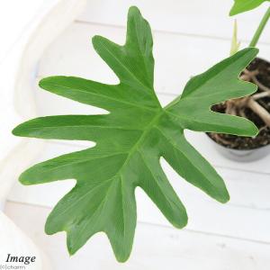 (観葉植物)フィロデンドロン セローム 根上り...の詳細画像1