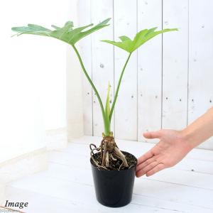 (観葉植物)フィロデンドロン セローム 根上り...の詳細画像2