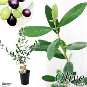 （観葉植物）果樹苗　オリーブの木　ルッカ　３．５号（１鉢）　家庭菜園｜charm 第2ヤフー店