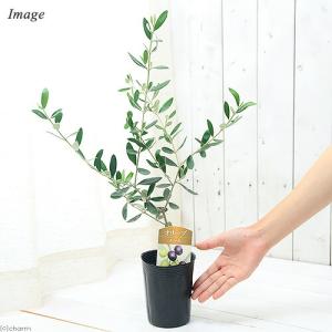 (観葉植物)果樹苗 オリーブの木 ルッカ 3....の詳細画像1