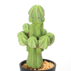 (多肉植物)ユーフォルビア ホリダ 3号(1鉢)の商品画像