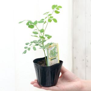 (観葉植物)モリンガ オレイフェラ わさびの木...の詳細画像2