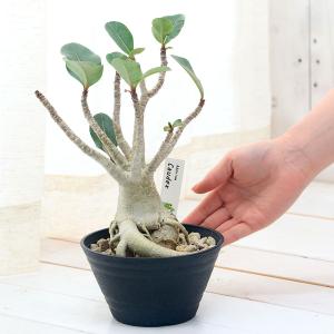 (多肉植物)アデニウム アラビカム 5号(1鉢...の詳細画像2