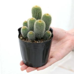(多肉植物)サボテン エリオカクタス 金晃丸(...の詳細画像2