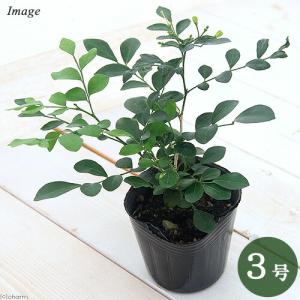 （観葉植物）矮性ゲッキツ　シルクジャスミン　ナナ　３号（１ポット）