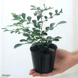 (観葉植物)矮性ゲッキツ シルクジャスミン ナ...の詳細画像1