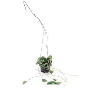 （観葉植物）ホヤ　Ｉｍｂｒｉｃａｔａ（インブリカータ）アリ植物　３号（１ポット）ハンギングポット