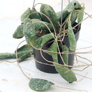 (観葉植物)ホヤ Imbricata(インブリ...の詳細画像1