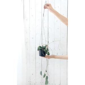 (観葉植物)ホヤ Imbricata(インブリ...の詳細画像2