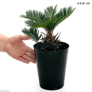 (観葉植物)サイカス ソテツ(蘇鉄) 5〜6号...の詳細画像1