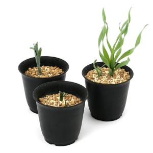 (多肉植物)アルブカ コンコルディアナ 2.5...の詳細画像1