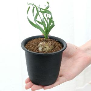 (多肉植物)アルブカ コンコルディアナ 2.5...の詳細画像2
