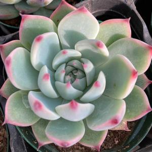 （多肉植物）エケベリア　桃太郎　２．５〜３号（１ポット）