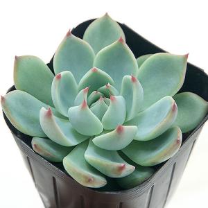(多肉植物)エケベリア 桃太郎 2.5〜3号(...の詳細画像1