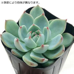 (多肉植物)エケベリア 桃太郎 2.5〜3号(...の詳細画像2