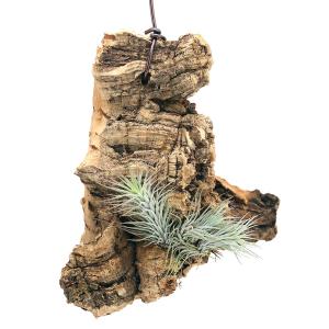 （観葉植物）バージンコルクプランツ　おまかせエアープランツ　１５〜３０ｃｍ（１個）