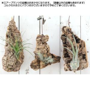 (観葉植物)バージンコルクプランツ おまかせエ...の詳細画像1