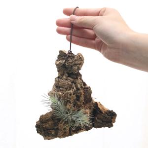 (観葉植物)バージンコルクプランツ おまかせエ...の詳細画像2