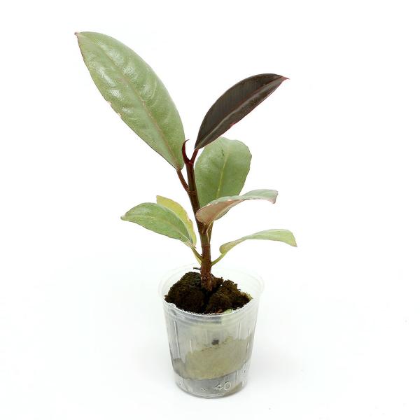 （観葉植物）ミニ観葉　オアシス苗　フィカス　ティケネ（１苗）