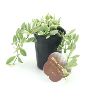 （観葉植物）ディスキディア　シュガーエメラルディ　２．５号（１鉢）