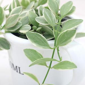 (観葉植物)ディスキディア シュガーエメラルデ...の詳細画像1
