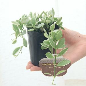 (観葉植物)ディスキディア シュガーエメラルデ...の詳細画像2