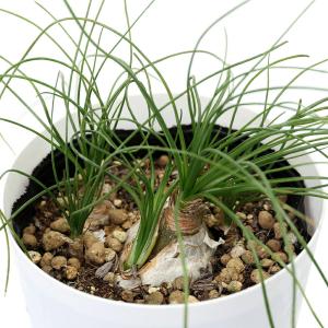 （多肉植物）アルブカ　フミリス　３号（１鉢）　ケープバルブ