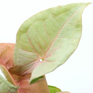 （観葉植物）シンゴニウム　レッド　２号（１鉢）