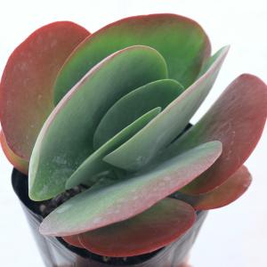 （多肉植物）カランコエ　デザートローズ　３〜３．５号（１ポット）