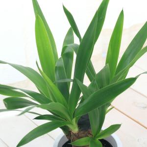 (観葉植物)ユッカ 青年の木 1本立 4号(1鉢)の詳細画像1