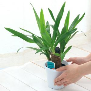 (観葉植物)ユッカ 青年の木 1本立 4号(1鉢)の詳細画像2
