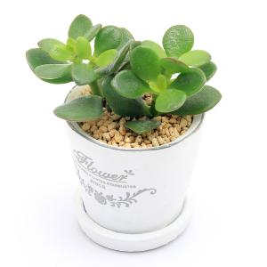 （観葉植物）クラッスラ　花月（金のなる木）　フレグランドラウンドポットＸＸＳ植え（１鉢）　受皿付　鹿沼土　鉢植え　おしゃれ　室内　プレゼント