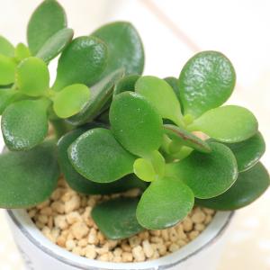 (観葉植物)クラッスラ 花月(金のなる木) フ...の詳細画像1