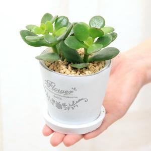 (観葉植物)クラッスラ 花月(金のなる木) フ...の詳細画像2