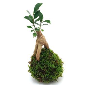 （観葉植物）小さい　インテリア　苔玉　ガジュマル（１個）精霊が住む幸福の木