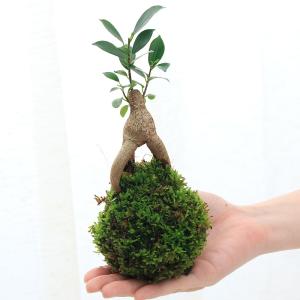 (観葉植物)小さい インテリア 苔玉 ガジュマ...の詳細画像1