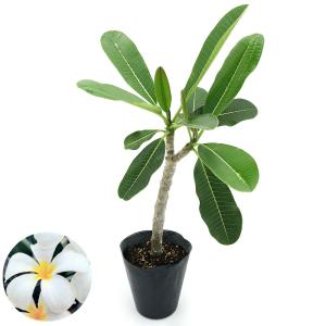 （観葉植物）プルメリア　ホワイト系　４．５〜５号（１ポット）