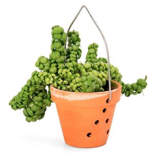 （観葉植物）ディスキディア　ドラゴンジェイド　３．５号（１鉢）